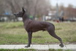 Photo Xoloitzcuintle