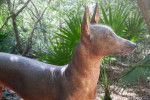 Photo Xoloitzcuintle