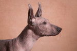Photo Xoloitzcuintle