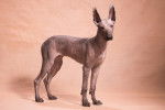 Photo Xoloitzcuintle