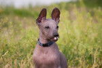 Photo Xoloitzcuintle