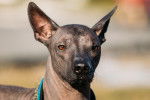 Un Xoloitzcuintle vu de près