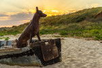 Un Xoloitzcuintle assis dans une barque abandonnée sur la plage