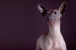 Photo Xoloitzcuintle