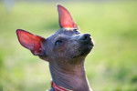 Photo Xoloitzcuintle