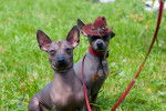Photo Xoloitzcuintle