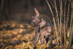 Un Xoloitzcuintle pendant une promenade en forêt