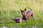 Photo Xoloitzcuintle
