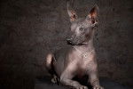 Un Xoloitzcuintle allongé face à l'objectif lors d'une séance photo