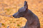 Photo Xoloitzcuintle