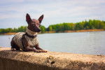 Un Xoloitzcuintle allongé au bord de l'eau