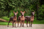 Des Xoloitzcuintle qui se tiennent face à l'objectif