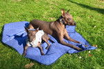 Un Xoloitzcuintle et son petit allongés sur un tapis dans l'herbe