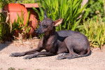 Un Xoloitzcuintle allongé dehors