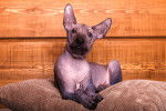 Un Xoloitzcuintle allongé sur un coussin