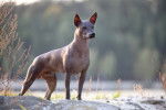 Photo Xoloitzcuintle