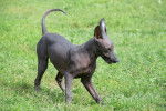 Un Xoloitzcuintle joue dans l'herbe