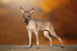 Photo Xoloitzcuintle