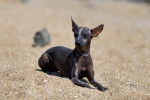 Photo Xoloitzcuintle