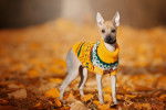 Photo Xoloitzcuintle