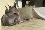 Un Xoloitzcuintle allongé sur un canapé 