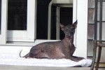 Un Xoloitzcuintle allongé sur une terrasse et semblant détendu 