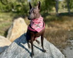 Un Xoloitzcuintle assis sur un rocher et portant un foulard autour du cou