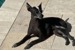 Un Xoloitzcuintle allongé sur un sol pavé