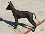 Un Xoloitzcuintle sur une surface bétonnée 