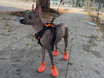 Un Xoloitzcuintle portant des chaussures pour chien et qui est tenu en laisse 