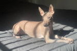 Un Xoloitzcuintle allongé sur un lit 