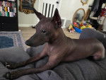 Un Xoloitzcuintle allongé sur un canapé et semblant détendu 