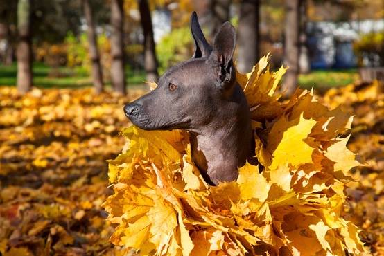 Un Xoloitzcuintle sous des feuilles d'automne