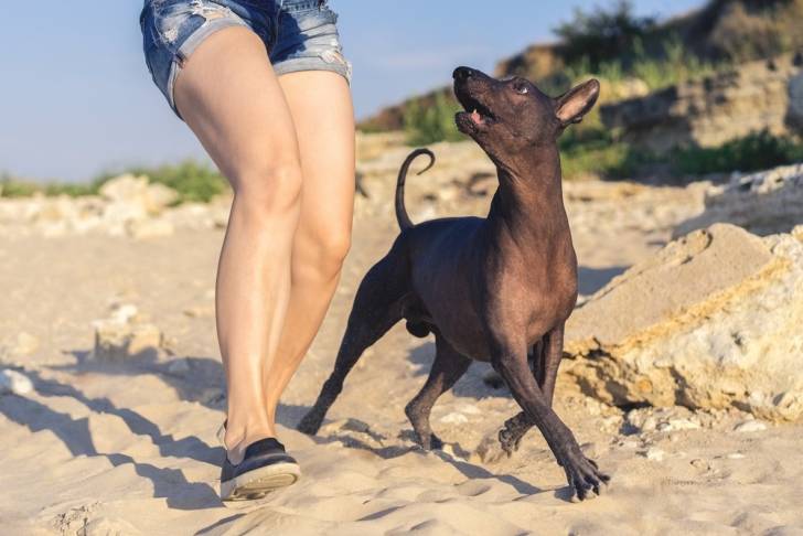 Un Xoloitzcuintle qui se promène sur la plage avec sa maitresse 