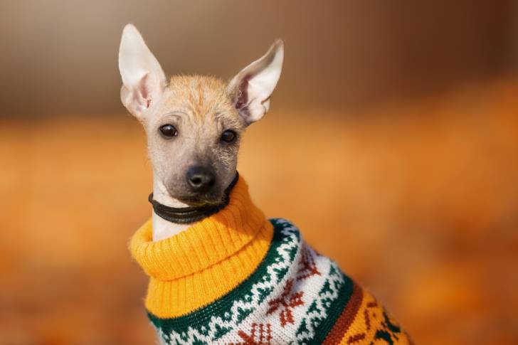 Un Xoloitzcuintle qui porte un pull pour chien