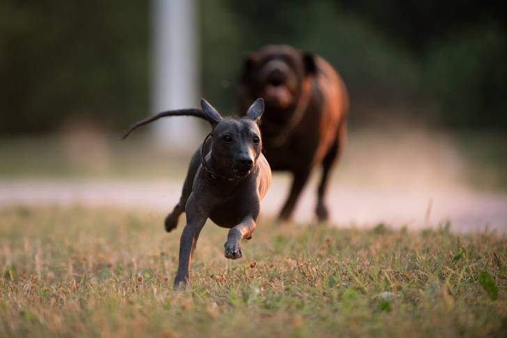 Un Xoloitzcuintle qui joue avec un chien d'une autre race