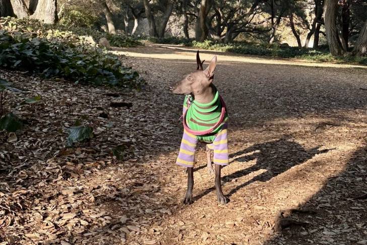Un Xoloitzcuintle sur un terrain herbeux et portant un habit pour chien 