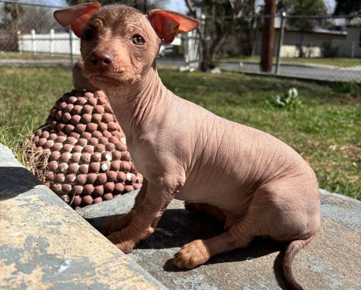 Un chiot Xoloitzcuintle assis sur une surface bétonnée et semblant détendu 