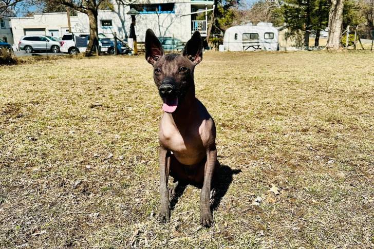 Un Xoloitzcuintle assis sur un terrain herbeux et tirant la langue 