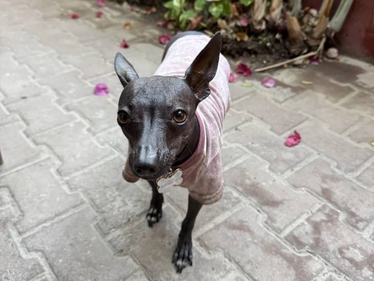 Un Xoloitzcuintle sur un sol pavé et portant un habit pour chien 