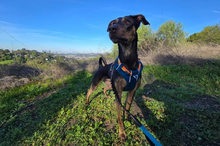 Un Xoloitzcuintle sur un terrain herbeux et qui est tenu en laisse 