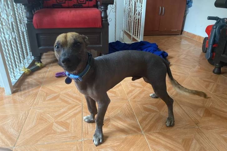 Un Xoloitzcuintle sur un sol carrelé et portant un collier autour du cou