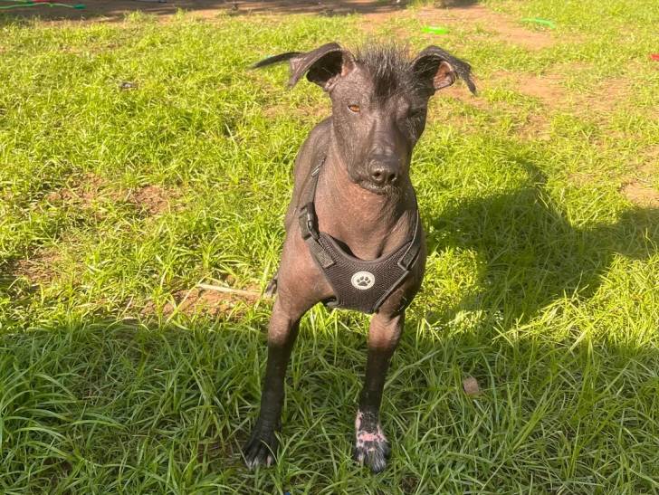 Un Xoloitzcuintle sur une surface herbacée et portant un harnais 