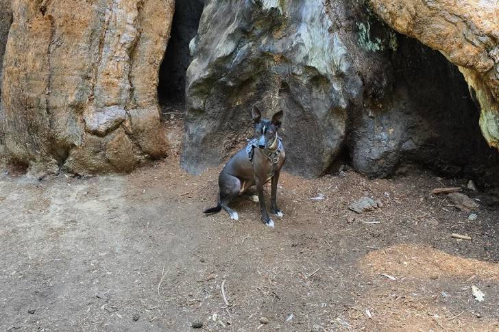 Un Xoloitzcuintle assis sur un terrain herbeux et portant un harnais