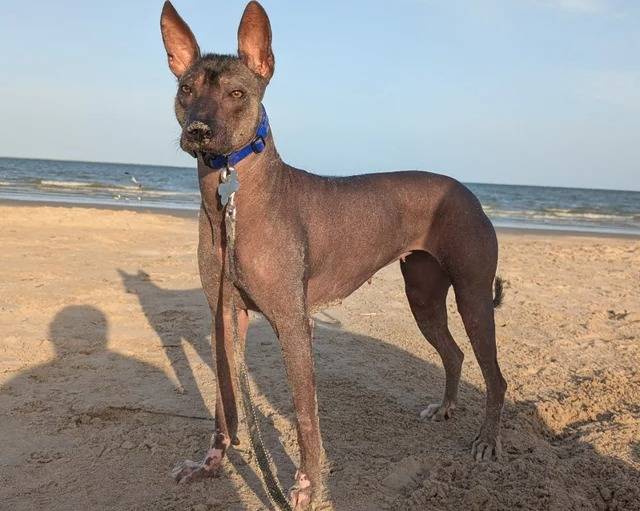 Un Xoloitzcuintle sur une surface bétonnée et qui est tenu en laisse 
