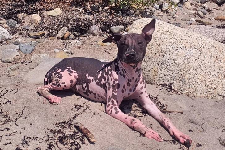Un Xoloitzcuintle allongé sur une surface sableuse