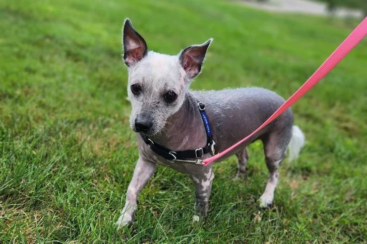Un Xoloitzcuintle sur une surface gazonnée et qui est tenu en laisse 