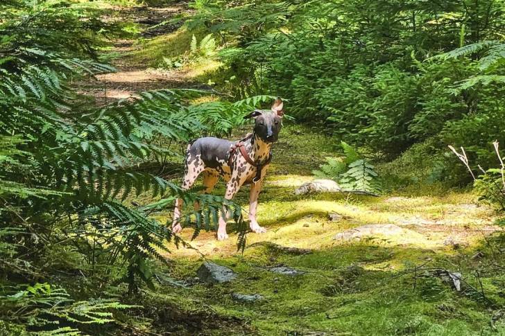 Un Xoloitzcuintle sur une surface herbacée et portant un harnais