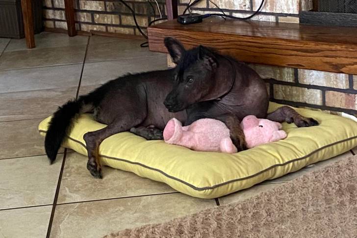 Un Xoloitzcuintle allongé sur un lit pour chien et portant un collier autour du cou
