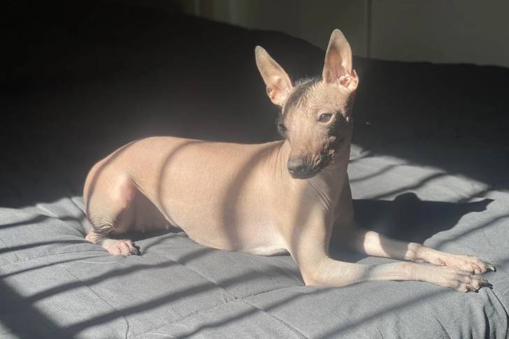 Un Xoloitzcuintle allongé sur un lit 